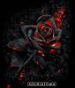 Schwarze_Rose